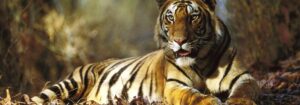 Voyage les forteresses et les tigres de l&rsquo;Inde