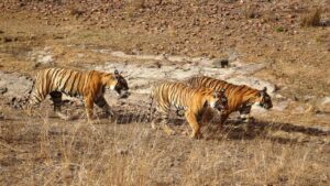 Réserves naturelles et Rajasthan Royal