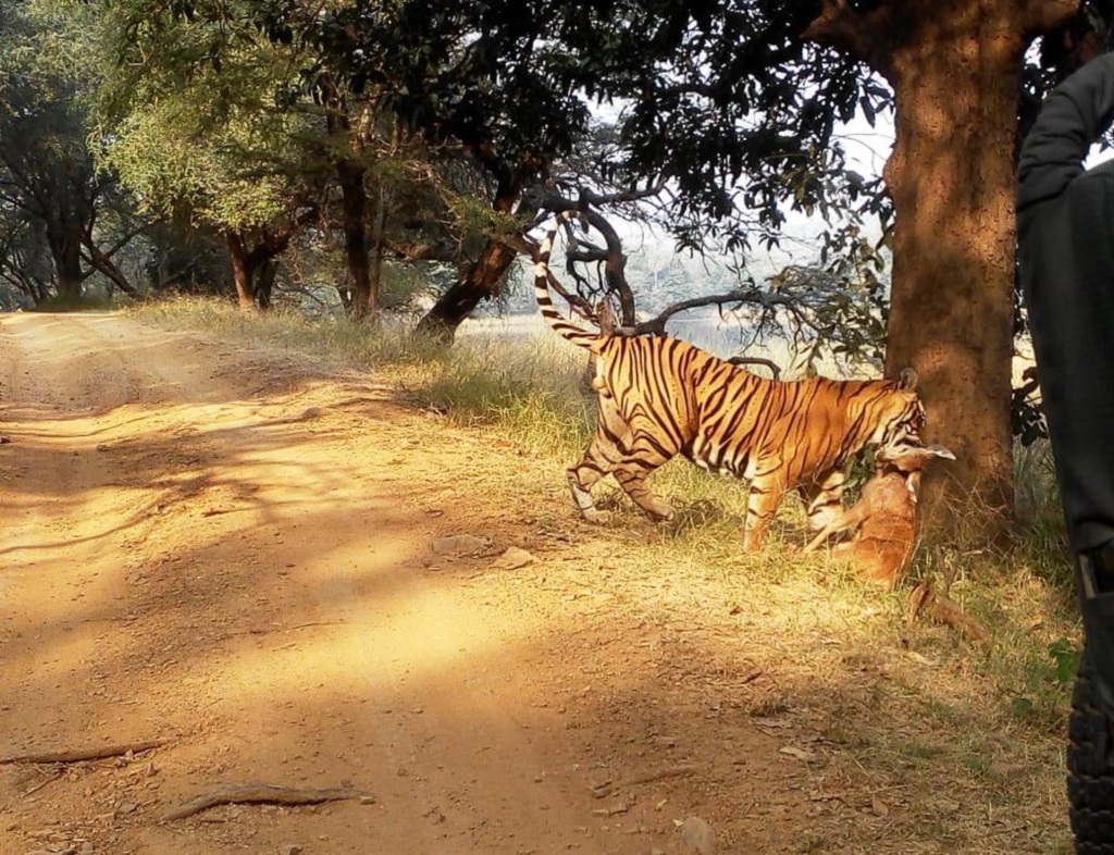 Ranthambhore